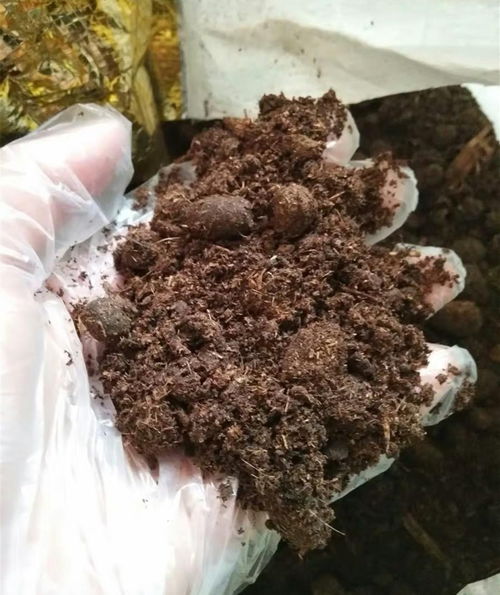 牛粪饼炙手可热 205元一盒仍常脱销，其隐藏用途揭秘